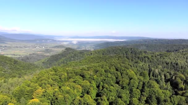 Dronefootge Flight over the green forest on a sunny day — Stock Video