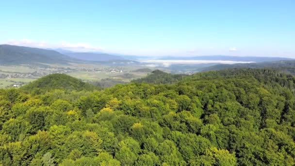 Dronefootge uçuş güneşli bir günde yeşil orman üzerinde — Stok video