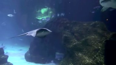 büyük okyanus Manta ray okyanusun yüzeyinde yüzen