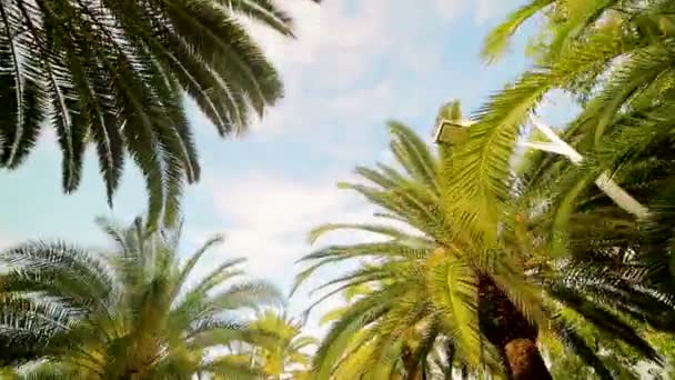 Mouvement de la caméra sur l'allée des palmiers. Les gars sont plantés des deux côtés de l'allée. Fon ou texture — Video