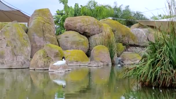 Anatra bianca rocciosa con la testa nera in piedi su una pietra in un lago, oceanografia, Valencia, Spagna — Video Stock