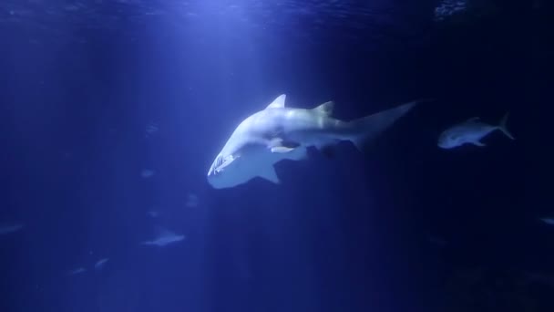 サメは水の表面に浮かんでいます。食べ物を探して浅瀬のサメ。フレーム内の水のまぶしさで色の不具合 — ストック動画