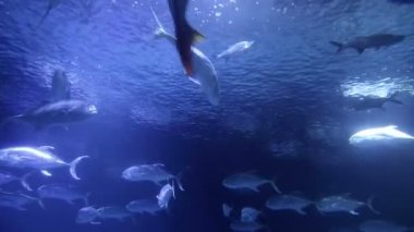 Büyük grup okyanus balık float sığ suda mavi su.