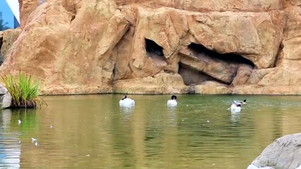 Tres patos blancos generativos y una cabeza negra, de pie sobre una roca en el lago, oceanografía, Valencia, España . — Vídeo de stock