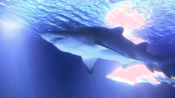 Hajen flyter på ytan av vattnet. Haj i grunt vatten letar efter mat. Färgade buggar i vattnet bländning i ramen — Stockvideo