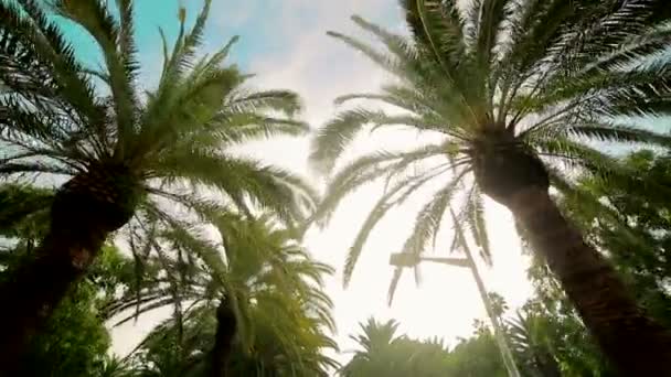 Camera movement on palm alley. The guys are planted on both sides of the alley. Fon or texture — Stock Video