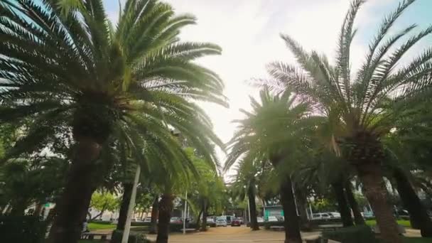 Movimento della telecamera sul viale delle palme. I ragazzi sono piantati su entrambi i lati del vicolo. Fon o consistenza — Video Stock