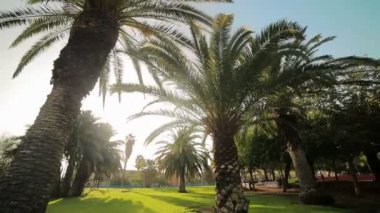 Palmiye sokak üzerinde kamera hareketi. Çocuklar sokakta her iki tarafta ekilir. Fon veya doku