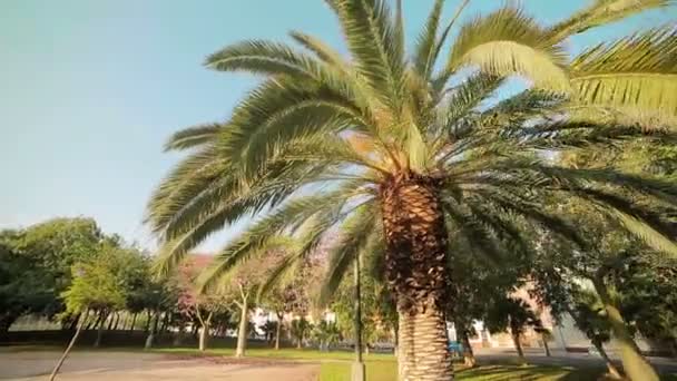 Kamerafahrt auf der Palmenallee. die Jungs sind auf beiden Seiten der Gasse gepflanzt. fon oder Textur — Stockvideo
