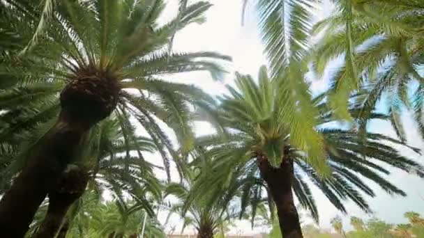 Palmen groeien in het park onder de stad. Onderaanzicht, camerabeweging rond palmbomen — Stockvideo