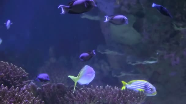 Peces oceánicos tropicales de color flotan entre algas en el fondo del océano . — Vídeos de Stock