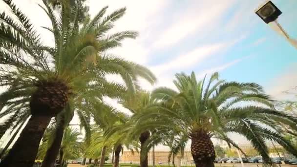 Las palmeras crecen en el parque entre la ciudad. Vista inferior, movimiento de la cámara alrededor de palmeras — Vídeos de Stock