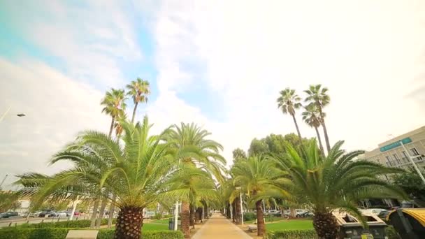 El callejón Palm en el parque. Camine entre las palmeras en el parque, la vista desde la parte inferior hasta la parte superior — Vídeos de Stock