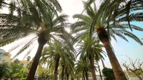 Un vicolo delle palme nel parco. Passeggiata tra le palme del parco, la vista dal basso verso l'alto — Video Stock