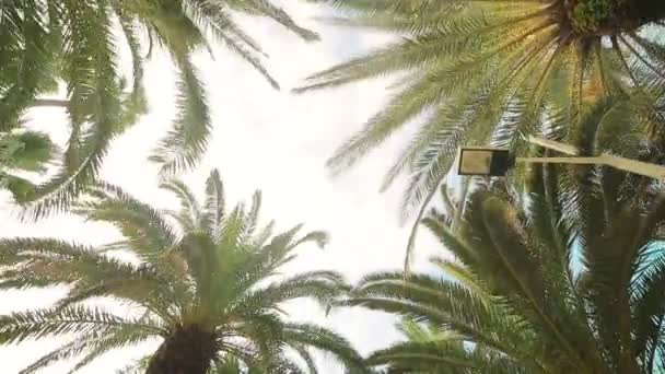 Movimiento de cámara en el callejón de la palma. Los chicos están plantados a ambos lados del callejón. Fon o textura — Vídeos de Stock