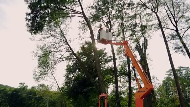 Ucrania. Lviv. 19 de septiembre de 2018: tala de árboles. Un trabajador con una motosierra corta el árbol que cae. Los rayos del sol son visibles a través del árbol. La luz de fondo es luz . — Vídeo de stock