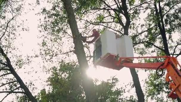 Cutting Trees Worker Chainsaw Cuts Falling Tree Rays Sun Visible — Stock Video