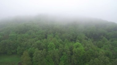 Hava uçuş puslu sabah ağaçlarda üst kısımları üzerinde. Sabah ormanda, yeşil orman sis ile kaplıdır.