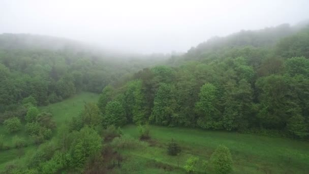 Volo aereo sopra le cime degli alberi la mattina nebbiosa. Mattina nel bosco, la foresta verde è coperta di nebbia . — Video Stock