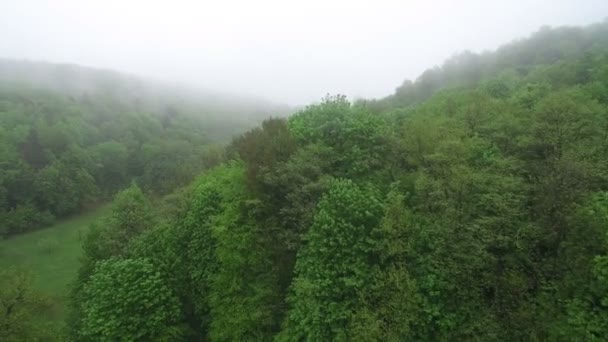 Воздушный полет над верхушками деревьев в туманное утро. Утром в лесу, зеленый лес покрыт туманом . — стоковое видео