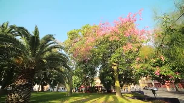 Şehir, onun göz alıcı güzelliği bir parkta duruyor bir ağaç pembe çiçekli. — Stok video