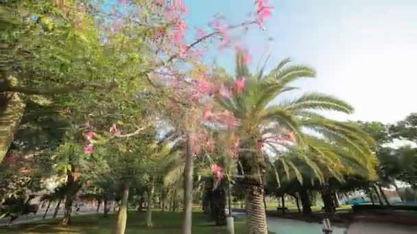 その華やかな美しさのため、市内の公園に立っているピンク色の花と木. — ストック動画