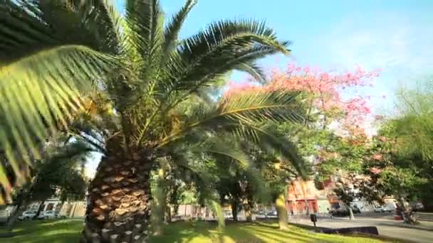 灿烂的阳光穿过公园里生长的棕榈树的叶子 西班牙瓦伦西亚 — 图库视频影像