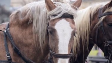Büyük bir şehir merkezinde iki güzel kahverengi at bir koşum harnessed standı.