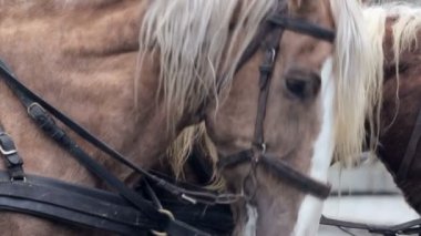 Kışın büyük nane gibi kahverengi atları göz