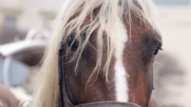Büyük bir şehir merkezinde iki güzel kahverengi at bir koşum harnessed standı.