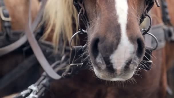 Gros plan d'un cheval brun bouche et nez. Une vapeur sortant des narines dans le temps froid — Video