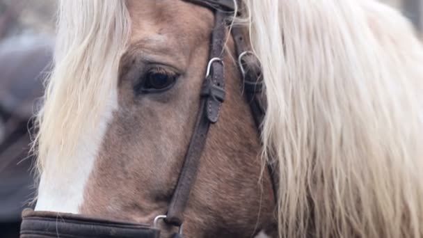 Twee prachtige bruine paarden ingezet in een harnas staan in het midden van een grote stad. — Stockvideo