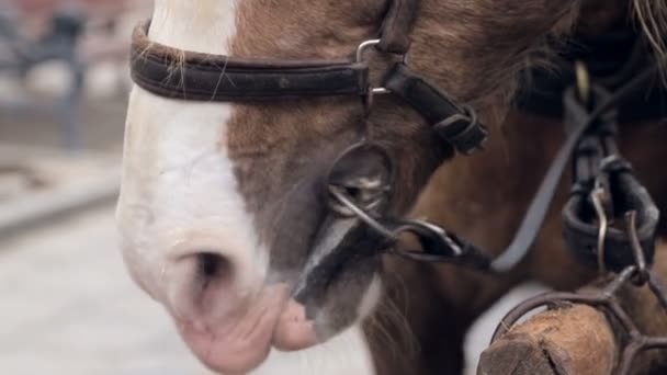 El primer plano de un caballo marrón boca y nariz. Un vapor que sale de las fosas nasales en tiempo frío — Vídeo de stock