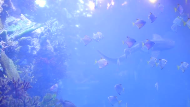 Τροπικά ψάρια επιπλέουν σε ένα μεγάλο ενυδρείο μαζί με μικρούς καρχαρίες. Μπλε νερό χρώμα ως φόντο — Αρχείο Βίντεο