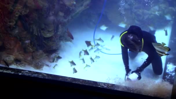 Mergulhador está em um grande aquário entre peixes tropicais e tubarões e alimenta-los das mãos — Vídeo de Stock