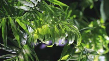 Kolaj Yeşil broşürler toplanan farklı türde. Arka plan veya açık ve koyu yeşil yaprakları dokusuna.