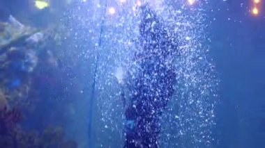 Dalgıç tropikal balık ve köpekbalıkları arasında büyük bir akvaryum ve onları elinden beslemeleri