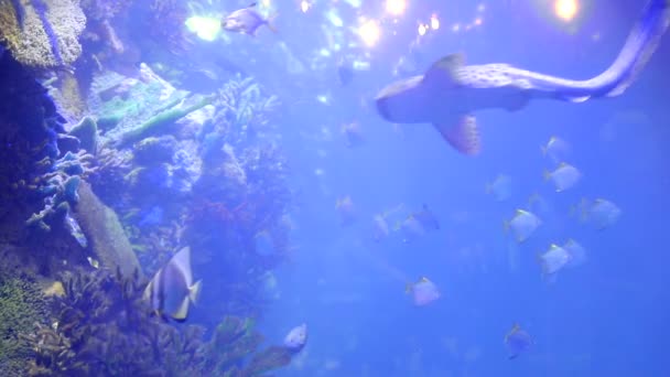 Peixes tropicais flutuam em um grande aquário junto com pequenos tubarões. Cor da água azul como fundo — Vídeo de Stock