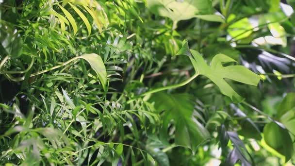 수집 된 다양 한 유형의 녹색 전단지 콜라주 배경이 나 빛과 어두운 녹색 잎의 질감. — 비디오
