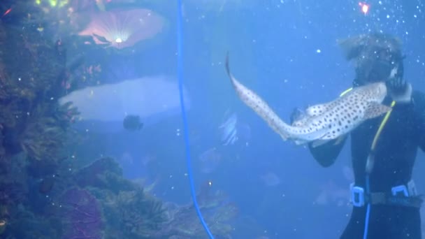 Potápěč je ve velkém akváriu mezi tropické ryby a žraloci a je živí z rukou — Stock video