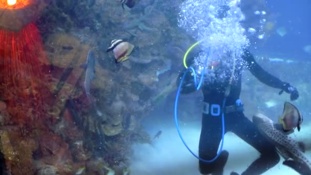 潜水员是在热带鱼和鲨鱼之间的一个大水族馆 并从手中喂他们 — 图库视频影像