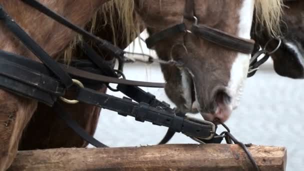 Närbild av en brun hästar mun och näsa. Ånga kommer ut ur näsborrarna i kall tid — Stockvideo