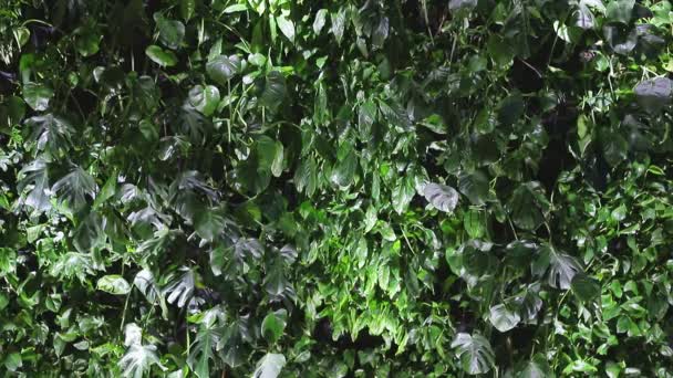 Collage de diferentes tipos de foliolos verdes recogidos. Fondo o textura de hojas de color verde claro y oscuro . — Vídeo de stock
