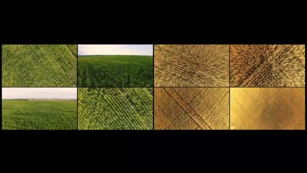 Collage av bildrutorna i fältet av vete och majsfält tas bort från dron. Flyg över fälten av moget vete och unga majs. Agrarian grödor skördesäsong — Stockvideo