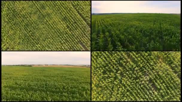 Collage Vol aérien au-dessus du champ de maïs vert. Survolez un grand champ de maïs. Vert n'atteignant pas la fusillade de maïs du quadrocopter. 4 vidéos en 1 — Video