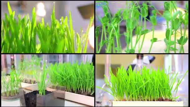 Un trabajo de probador de plantas genéticas en crecimiento Collage. Investigación y cultivo en el laboratorio de variedades de trigo — Vídeos de Stock