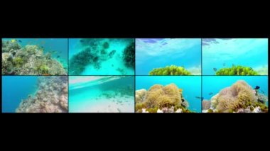 Kolaj okyanus sahne üzerine sığ mercan kayalığı. Okyanus sualtı video. Küçük balık yüzmek doğru hareket ve algler tarafından gizli. Renkli mercan ve balık Maldivler.
