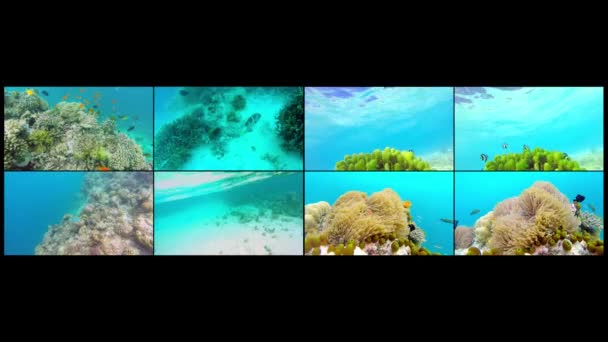 Scenérie oceánu koláž na mělký korálový útes. Podvodní video z oceánu. Malé ryby plavat chaoticky a skryté od řas. Barevné korály a ryby v Maledivách. — Stock video