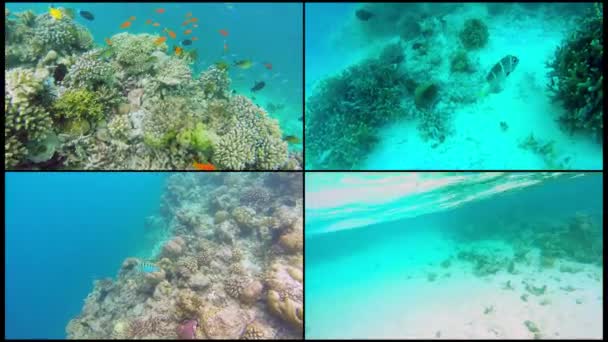 Колаж океану пейзажі на дрібні коралових рифів. Підводна відео океану. Дрібну рибу плавати хаотично і приховані водорості. Кольорові коралів і риб на Мальдівах. — стокове відео