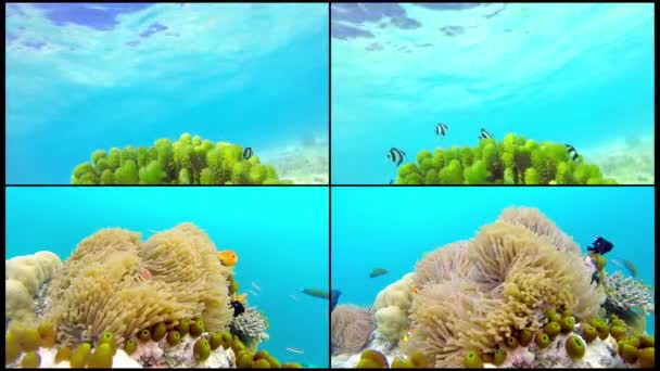 Collage Oceano scenario sulla scogliera corallina poco profonda. Video subacqueo dell'oceano. Piccoli pesci nuotano erraticamente e nascosti dalle alghe. Coralli colorati e pesci alle Maldive . — Video Stock